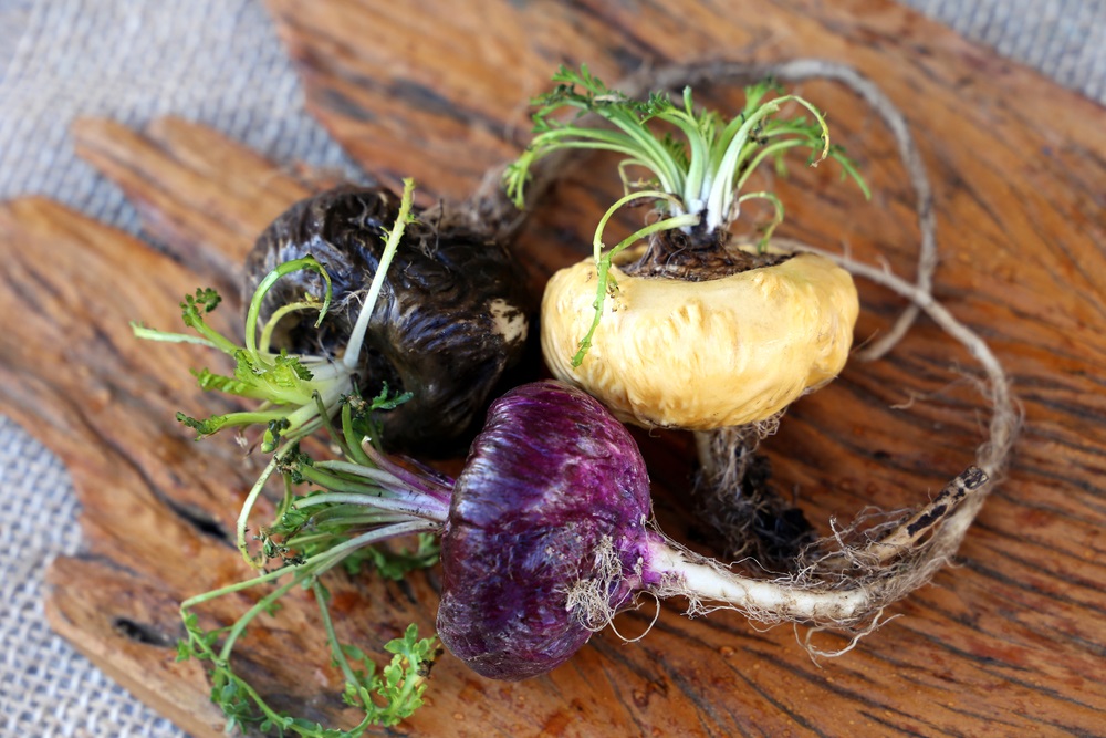 Fresh maca roots or Peruvian ginseng (lat. Lepidium meyenii) with maca products (maca powder) (Selective focus, Focus on maca roots on the front) 